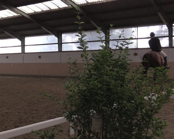 Reitturnier Datteln 2020