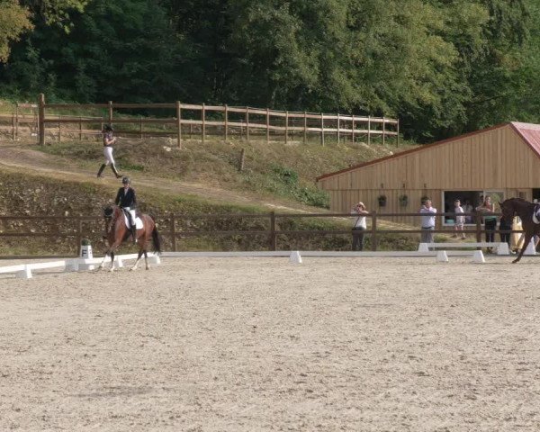 Reitturnier Bübinger Hof 2020