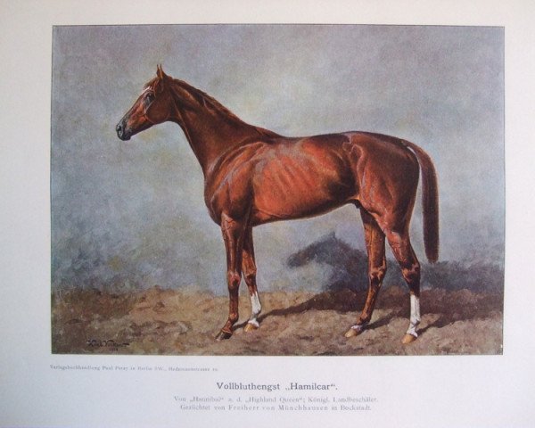 stallion Hamilcar xx (Thoroughbred, 1899, from Hannibal xx)