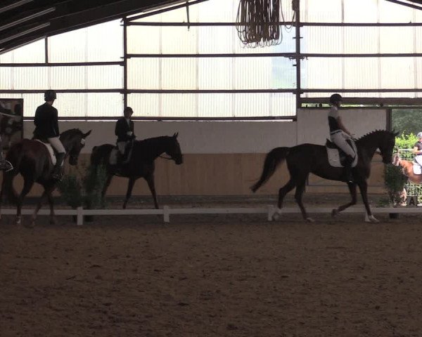 Reitturnier Datteln 2020