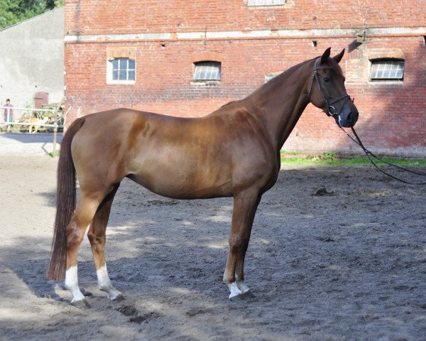 horse Cordelia (German Warmblood,  , from Cancoon)