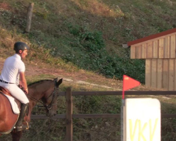 Reitturnier Bübinger Hof 2020