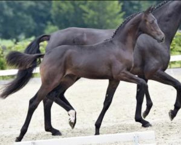 dressage horse La Bohème (Oldenburg, 2015, from Christ)