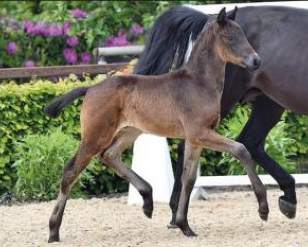 horse For Royality (Oldenburg, 2015, from For Romance I) horse For Royality (Oldenburg, 2015, from For Romance I)
