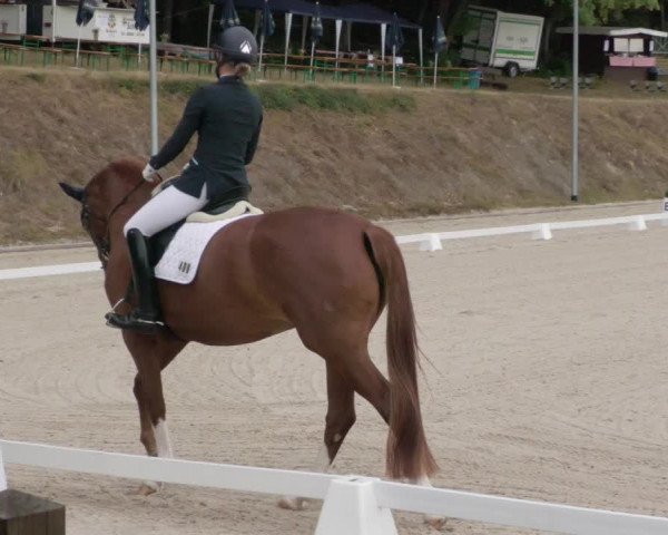 Reitturnier Bübinger Hof 2020