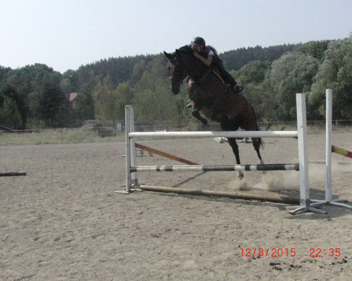broodmare Felica SL (Hanoverian, 2003, from Frenchman I)