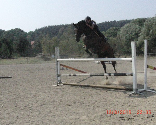 broodmare Felica SL (Hanoverian, 2003, from Frenchman I)