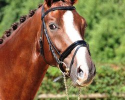 dressage horse Skywalker 64 (Oldenburg, 2008, from Swarovski)
