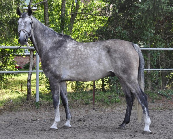 horse Colja (German Warmblood,  , from Cancoon)