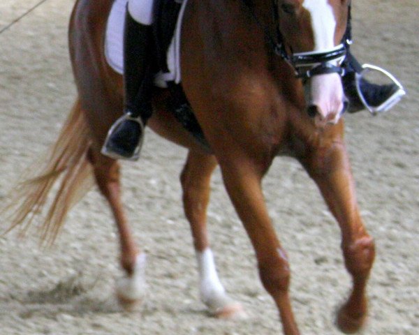 horse Funny Malou (Hanoverian, 2011, from Fürst Nymphenburg)