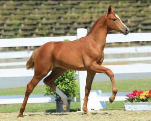 horse Quirielle (Oldenburg, 2015, from Quattromani)
