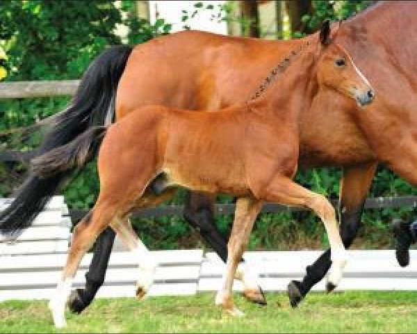 horse Strahlemann (Oldenburg, 2015, from San Amour I)