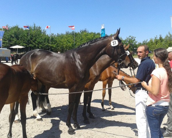 broodmare Quintara 12 (Mecklenburg, 2010, from Quintender 2)