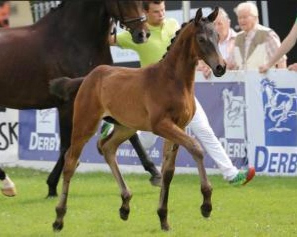 horse Macchiato (Oldenburg, 2015, from E.H. Millennium)