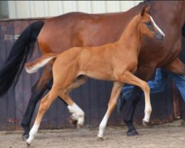 dressage horse Vanilli (Oldenburg, 2015, from Van Vivaldi)