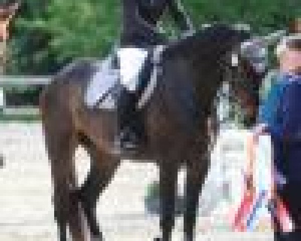 horse Dalira 3 (Oldenburg, 2008, from Abke 4) horse Dalira 3 (Oldenburg, 2008, from Abke 4)