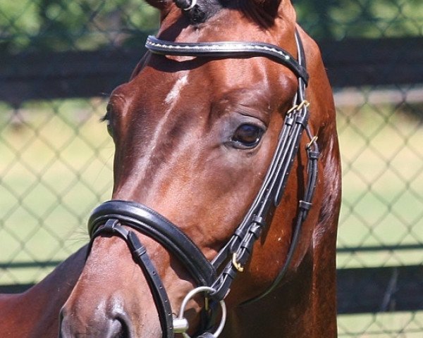 horse Ron Vito (Oldenburg, 2011, from Ron Rubin)