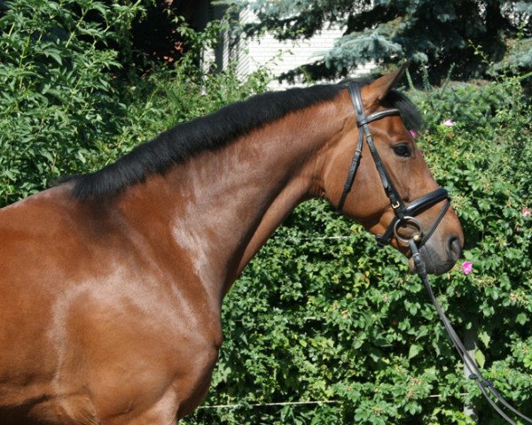 jumper Spooks Pj (Hanoverian, 2011, from Stolzenberg)