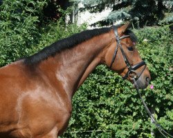 jumper Spooks Pj (Hanoverian, 2011, from Stolzenberg)