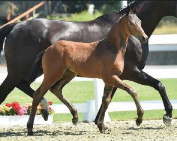 Pferd Analog (Oldenburger, 2015, von Antango du Feuillard)
