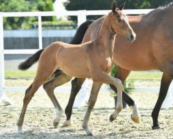 dressage horse Vincero (Oldenburg, 2015, from Vivaldi)