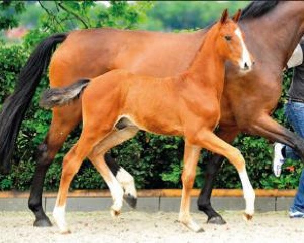 horse Clintworth (Oldenburg show jumper, 2015, from Clintissimo 197 FIN)