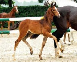 jumper Come On Doro (Oldenburg show jumper, 2015, from Clintissimo 197 FIN)