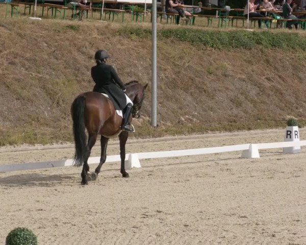 Reitturnier Bübinger Hof 2020