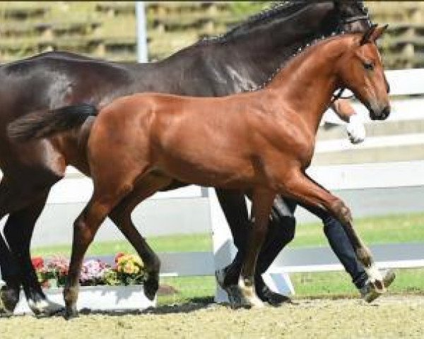 Springpferd Daily Gold (Oldenburger Springpferd, 2015, von Tailormade's Diarado's Boy 256 FIN)