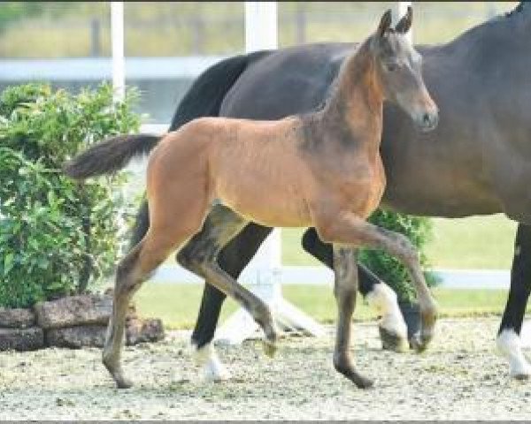 horse Contharnus (Oldenburg show jumper, 2015, from Conthargos)