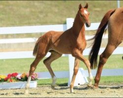 stallion Funkelfürst (Oldenburg, 2015, from Farrell)