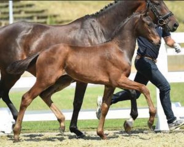 dressage horse F_rstenboy (Oldenburg, 2015, from Fürstenball)