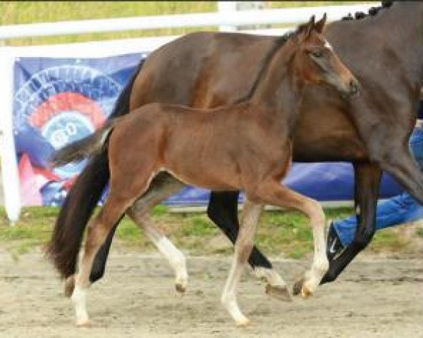 stallion A Dream comes True (Oldenburg, 2015, from Apache)