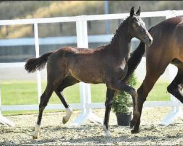 Pferd Graduell (Oldenburger, 2015, von Grey Flanell)