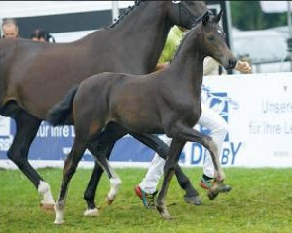 horse Celastic (Oldenburg, 2015, from Grey Flanell)