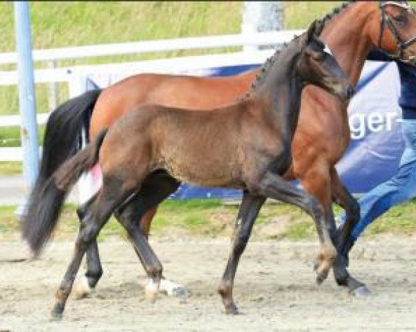 horse Grey Don (Oldenburg, 2015, from Grey Flanell)