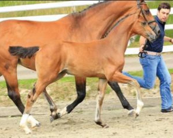 horse Saltimbocca (Oldenburg show jumper, 2015, from Toulon)