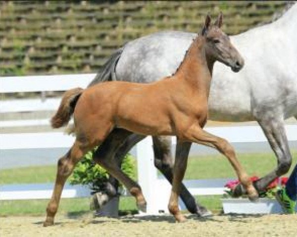 horse Mayweather (Oldenburg show jumper, 2015, from Mylord Carthago)