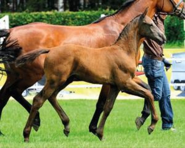 jumper Christiano 27 (Oldenburg, 2015, from Christian 25)