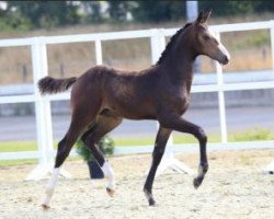 jumper Chedington Blue (Oldenburg, 2015, from Balou du Rouet)