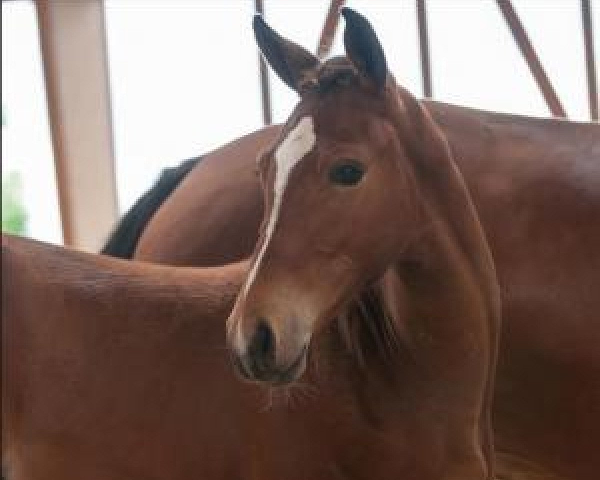 jumper For Pleasure Jr (Oldenburg show jumper, 2015, from For Pleasure)