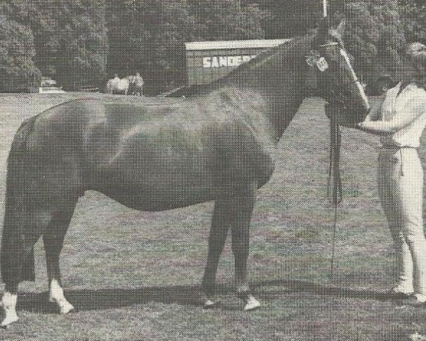 Pferd Twinkle of Beechwood (New-Forest-Pony, 1965, von Duikers Prodigal Son)