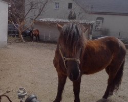 horse Simon (Dt.Part-bred Shetland pony, 2001)