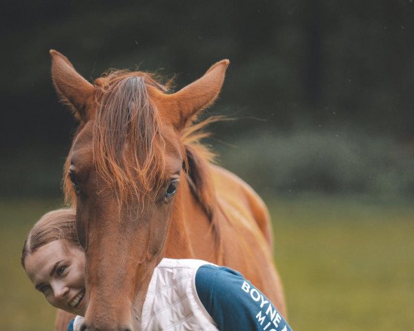 horse So Perfect (Hanoverian, 2020, from So Unique)