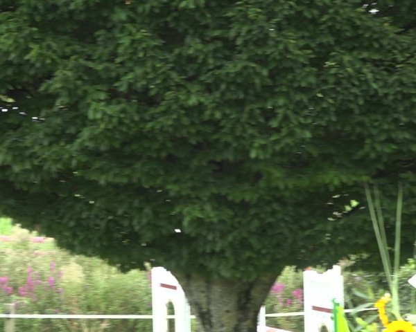 Reitturnier Aadorf 2020