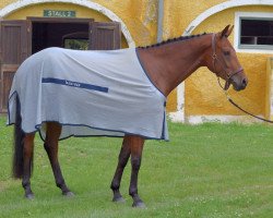 jumper Chacita 4 (German Warmblood, 2010, from Chacito)