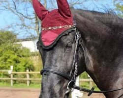 dressage horse Duke 309 (Friese, 2009, from Sipke R)