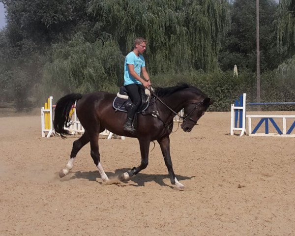 jumper Lamarth L (Holsteiner, 2010, from Landstreicher)