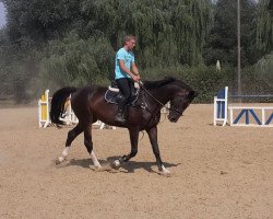 jumper Lamarth L (Holsteiner, 2010, from Landstreicher)