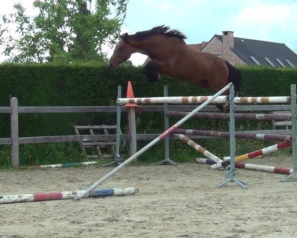 horse Mirko van de Oude Heihoef (Belgian Warmblood, 2012, from Elvis Ter Putte)